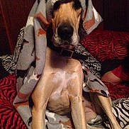 Kittie is registered to the contest to win money with this photo: