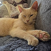 Gracie joined the competition — help win amazing prizes! cat, beige_cat, pet, feline, paw, couch, blanket, plush_toy, teddy_bear, relaxed, indoor, cozy, fur, whiskers, face, ears, pink_paw_pads, resting, close_up, home