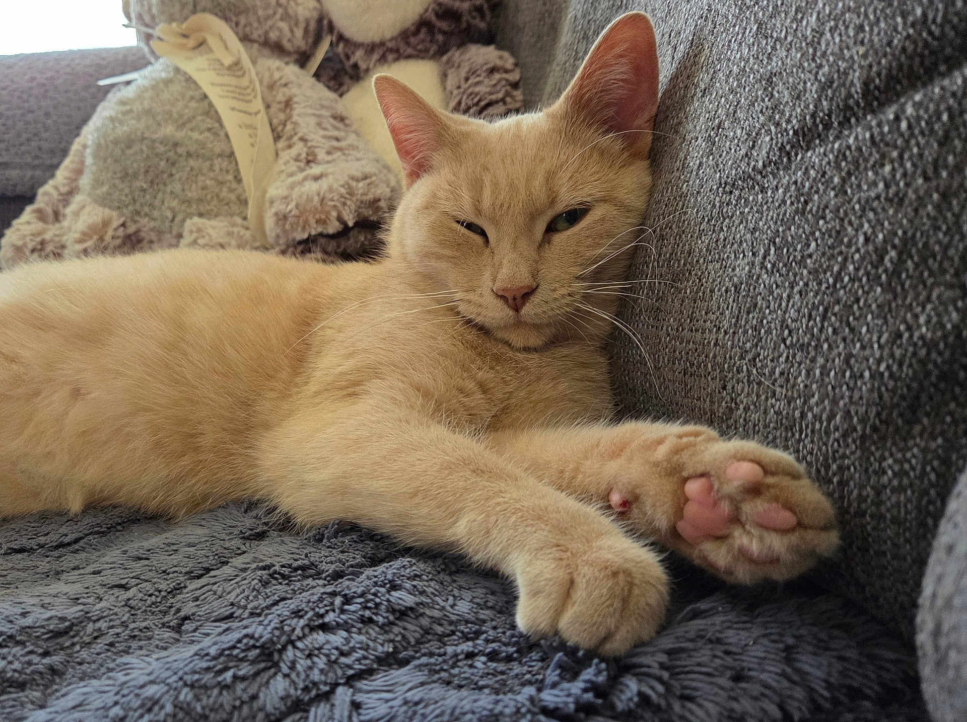 Gracie joined the competition — help win amazing prizes! cat, beige_cat, pet, feline, paw, couch, blanket, plush_toy, teddy_bear, relaxed, indoor, cozy, fur, whiskers, face, ears, pink_paw_pads, resting, close_up, home