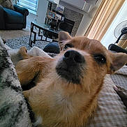 Zeke is registered to the contest to win money with this photo: blanket, brown_fur, carpet, closeup, couch, cozy, curtains, dog, ear, fan, furniture, indoor, light, living_room, nose, pet, relaxed, table, television, window