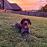 dog, puppy, wirehaired, brown_and_white, sitting, lying_down, tongue_out, happy, portrait, outdoor, grass, lawn, sunset, pink_sky, golden_hour, backyard, house, fence, nature, pet
