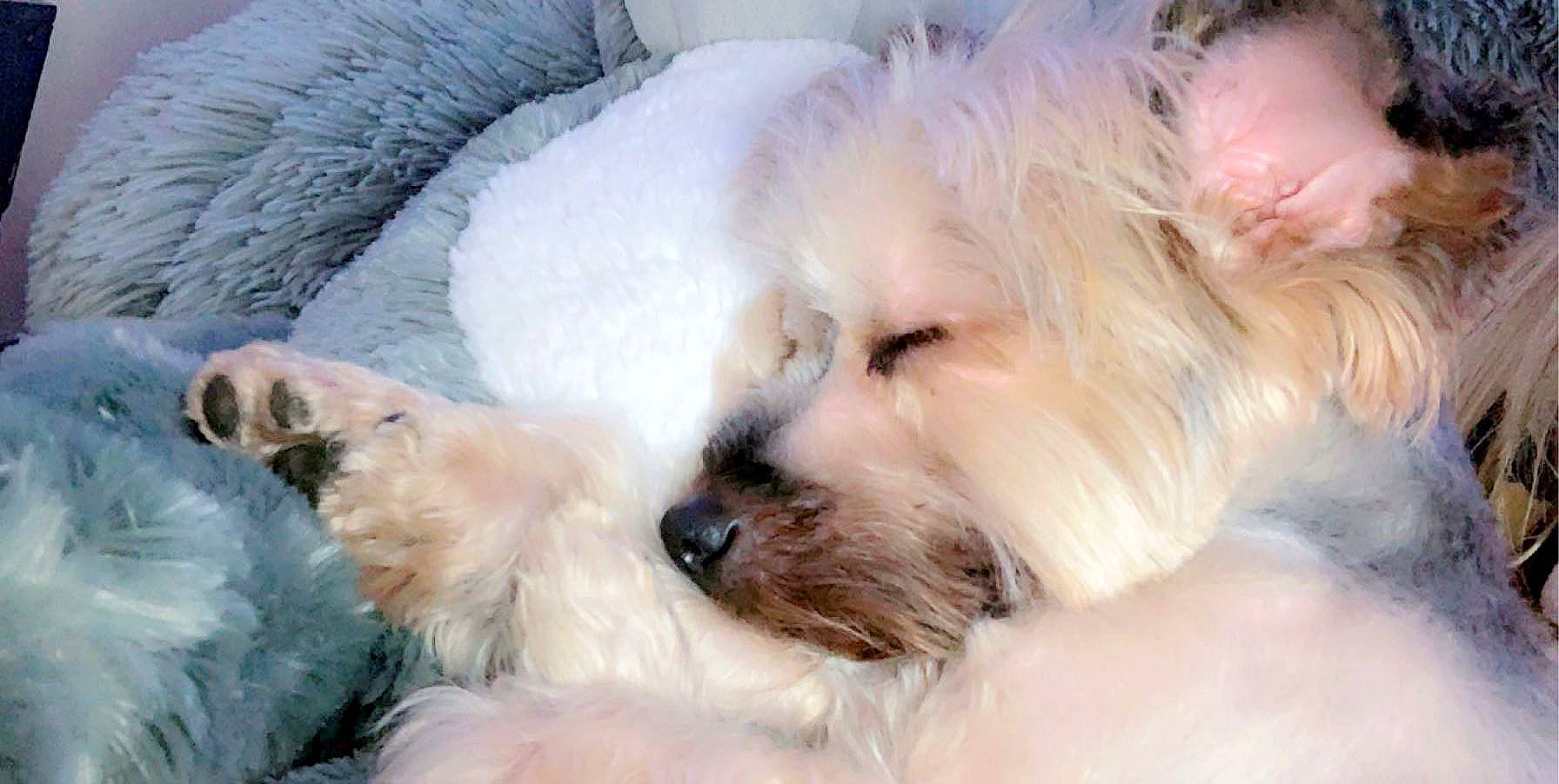 Marlee joined the competition — help win amazing prizes! bolonka, canidae, carnivore, companion_dog, coton_de_tulear, dog, dog_breed, havanese, kyi_leo, maltepoo, maltese, mammal, nose, puppy, puppy_love, schnoodle, terrier, tibetan_terrier, vertebrate, west_highland_white_terrier