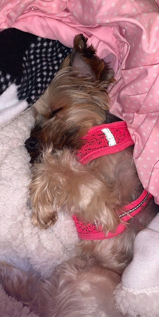 Marlee is registered to the contest to win money with this photo: australian_silky_terrier, cairn_terrier, canidae, carnivore, companion_dog, dog, dog_breed, dog_clothes, dog_collar, ear, fur, miniature_schnauzer, morkie, puppy, puppy_love, schnauzer, schnoodle, shih_tzu, snout, terrier