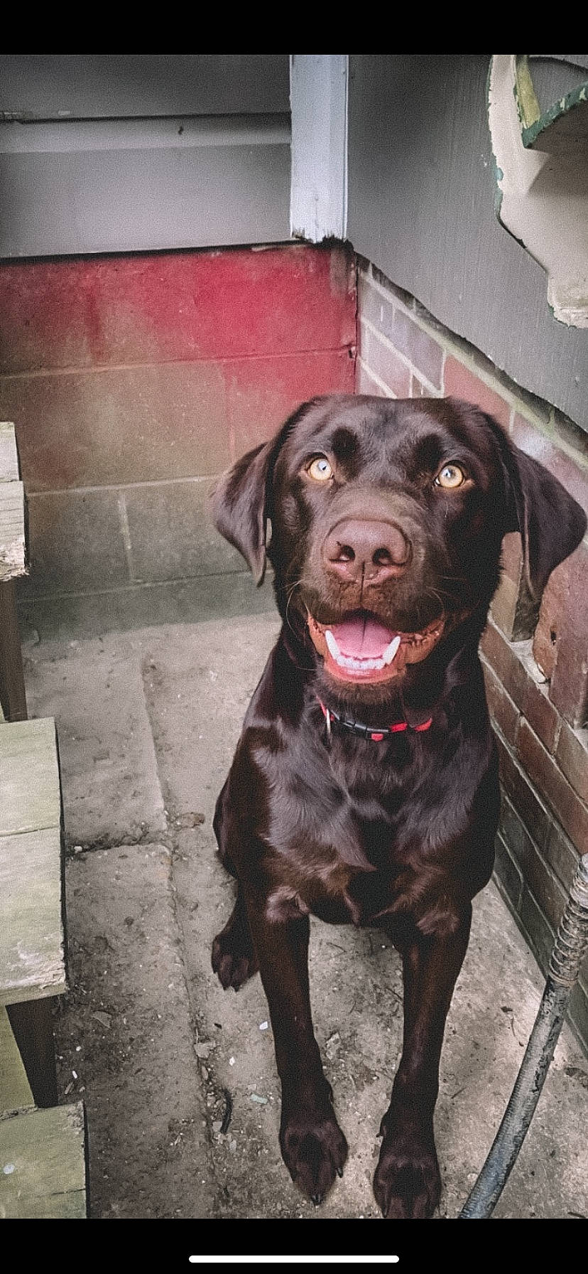 Blaze joined the competition — help win amazing prizes! borador, canidae, carnivore, collar, companion_dog, dog, dog_breed, dog_collar, fur, gun_dog, hunting_dog, liver, non_sporting_group, retriever, snout, sporting_group, terrestrial_animal, whiskers, working_animal