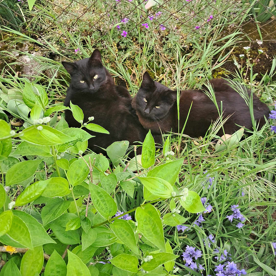 Jack Et Serge a rejoint le concours — aidez-le/la à gagner de superbes lots ! animal, black_cat, cat, fence, flowers, fur, garden, grass, greenery, mammal, nature, outdoor, pet, plants, purple_flowers, relaxing, resting, two_animals, whiskers, wildlife