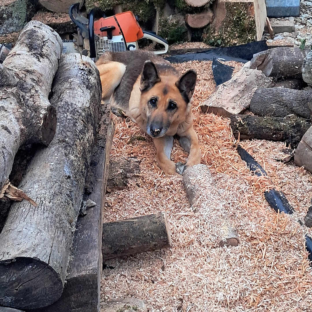 Yzia a rejoint le concours — aidez-le/la à gagner de superbes lots ! animal, black, brown, chainsaw, curious, dog, ears, fur, german_shepherd, logs, lumber, nature, outdoor, pet, pile, resting, sawdust, tool, wood, woodpile
