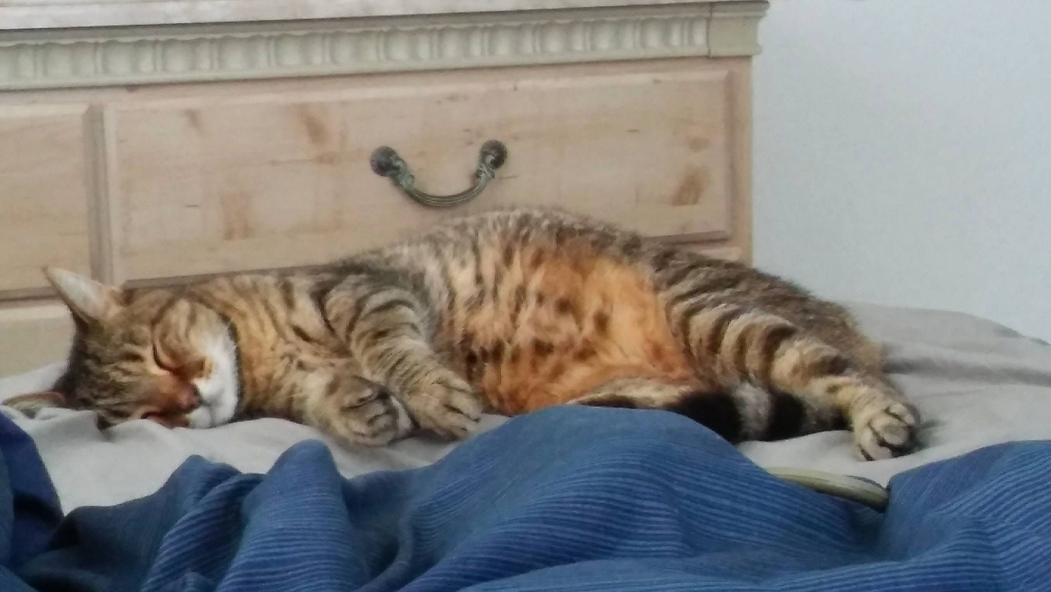 Fatty joined the competition — help win amazing prizes! carnivore, cat, comfort, domestic_short_haired_cat, fawn, felidae, fur, nap, paw, room, sitting, sleep, small_to_medium_sized_cats, snout, tail, terrestrial_animal, whiskers, wildlife