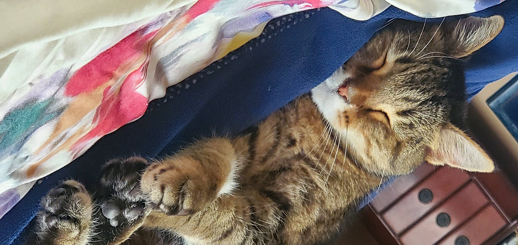 Fatty is registered to the contest to win money with this photo: carnivore, cat, claw, domestic_short_haired_cat, felidae, fur, kitten, paw, pet_supply, small_to_medium_sized_cats, snout, tabby_cat, terrestrial_animal, vertebrate, whiskers