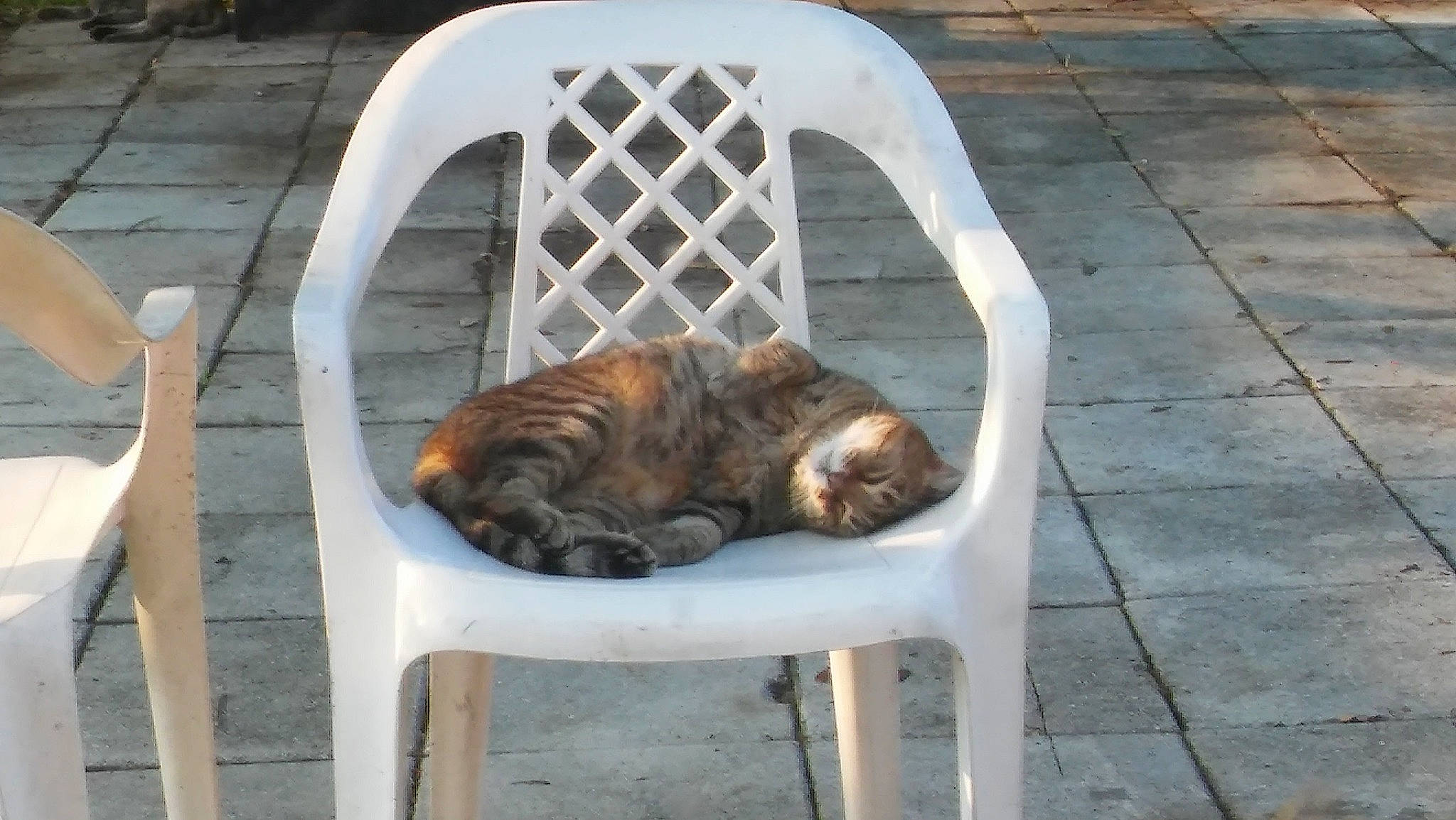 Fatty joined the competition — help win amazing prizes! carnivore, cat, cat_supply, chair, comfort, companion_dog, dog_breed, fawn, felidae, fur, grass, metal, outdoor_furniture, pet_supply, sitting, small_to_medium_sized_cats, snout, tail, terrestrial_animal, wood