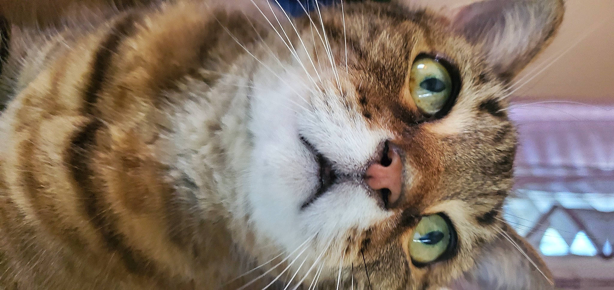 Fatty is registered to the contest to win money with this photo: blue, carnivore, cat, chin, daytime, eye, felidae, grass, green, head, natural_environment, nature, organism, people, small_to_medium_sized_cats, town, vertebrate, whiskers, winter, yellow