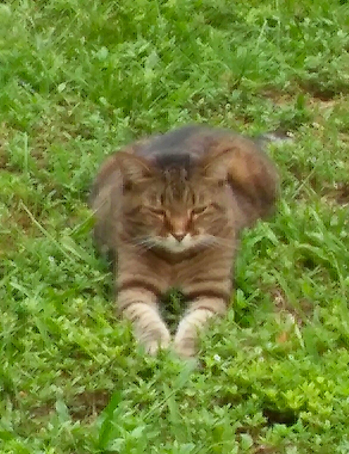 Fatty joined the competition — help win amazing prizes! beige, brown, carnivore, cat, felidae, groundcover, plant, terrestrial_animal, terrestrial_plant