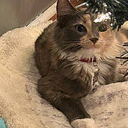 Pheobe is registered to the contest to win money with this photo: cat, pet, indoor, bed, fluffy, collar, tag, fur, animal, resting, cozy, curious, tree_branch, decoration, soft, comfort, feline, closeup, home, relaxing