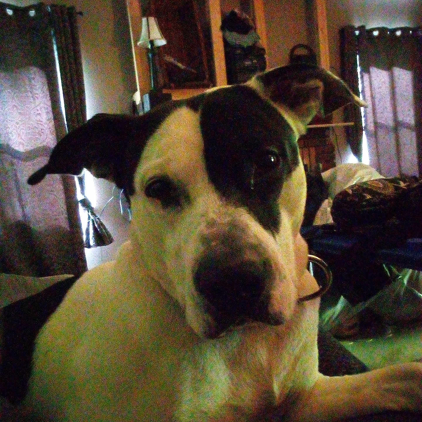 Roscoe James joined the competition — help win amazing prizes! animal, architecture, boxer, building, bulldog, cabinet, canine, couch, dog, door, furniture, greatdane, hound, indoors, interiordesign, livingroom, person, pet, puppy, room