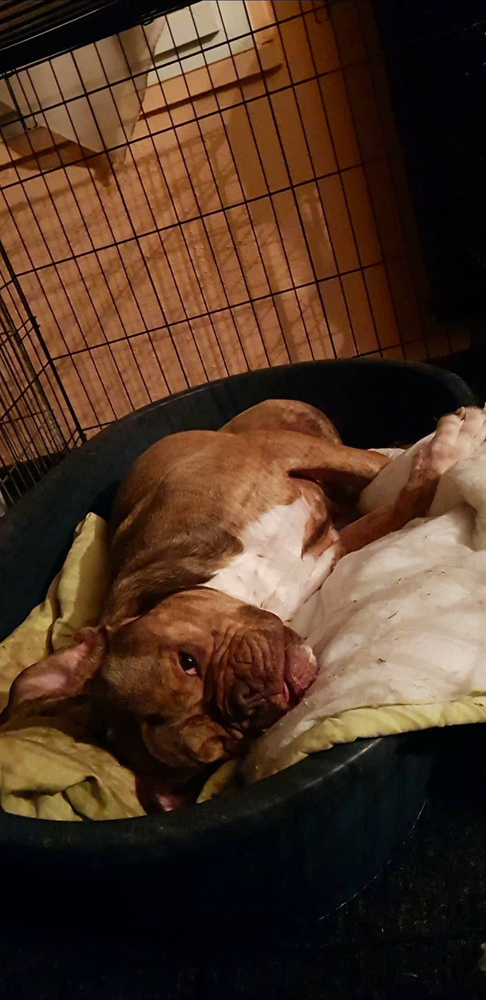 Daymone participe au concours pour gagner de l'argent avec cette photo : dog_like_mammal, snout