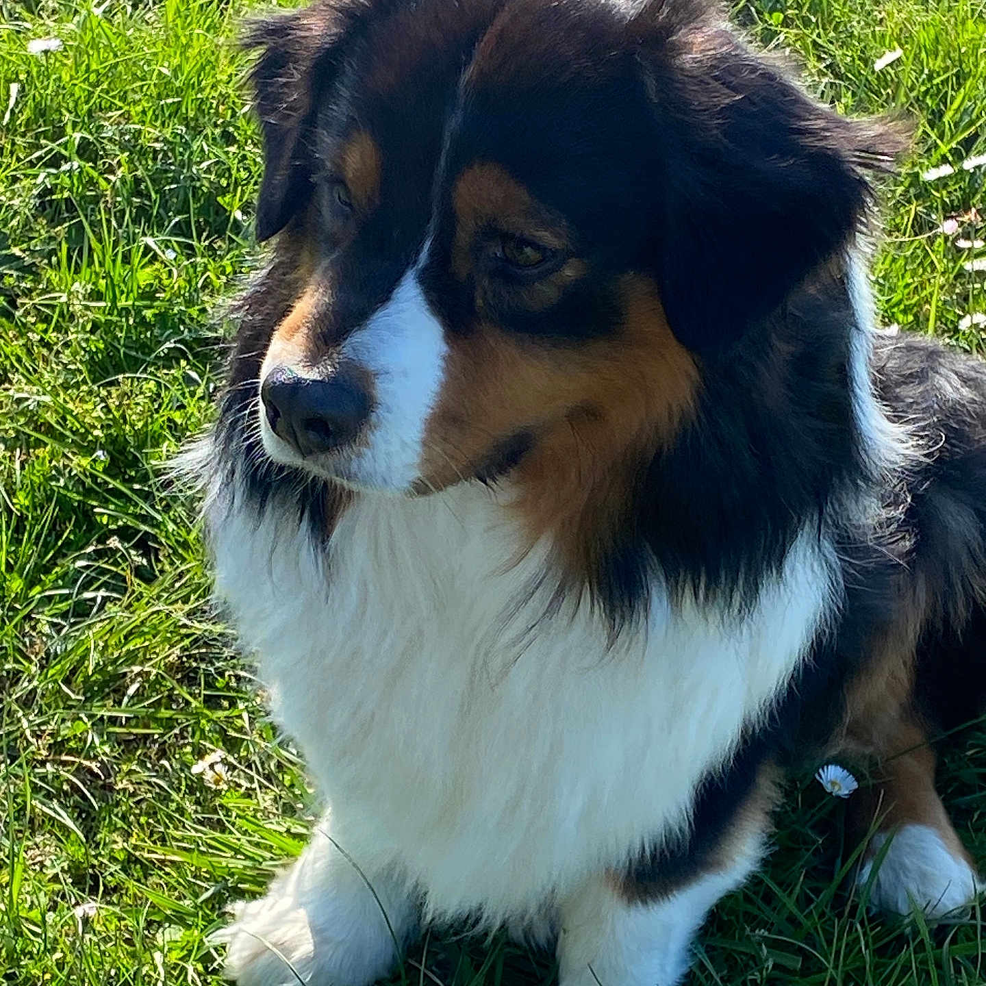 Sully a rejoint le concours — aidez-le/la à gagner de superbes lots ! animal, canine, companion, cute, daylight, dog, ears, field, fluffy, fur, grass, mammal, nature, outdoor, paw, pet, portrait, sitting, sunlight, tricolor