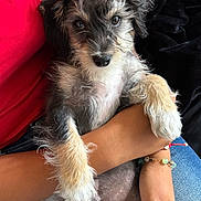 Emilio joined the competition — help win amazing prizes! puppy, dog, pet, animal, fur, cute, eyes, person, arm, bracelet, red_shirt, jeans, indoor, closeup, cuddle, relaxed, young_dog, fluffy, friendly, companion