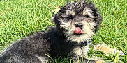 Emilio is registered to the contest to win money with this photo: puppy, dog, grass, outdoor, sunlight, tongue_out, fluffy, black_fur, tan_fur, collar, pet, cute, animal, nature, car, tire, resting, playful, young_dog, scruffy