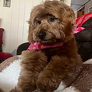 Carter is registered to the contest to win money with this photo: dog, poodle, pet, brown_fur, fluffy, bandana, pink_bandana, paws, nose, eyes, close_up, portrait, indoor, cozy, blanket, couch, living_room, fur, whiskers, cute