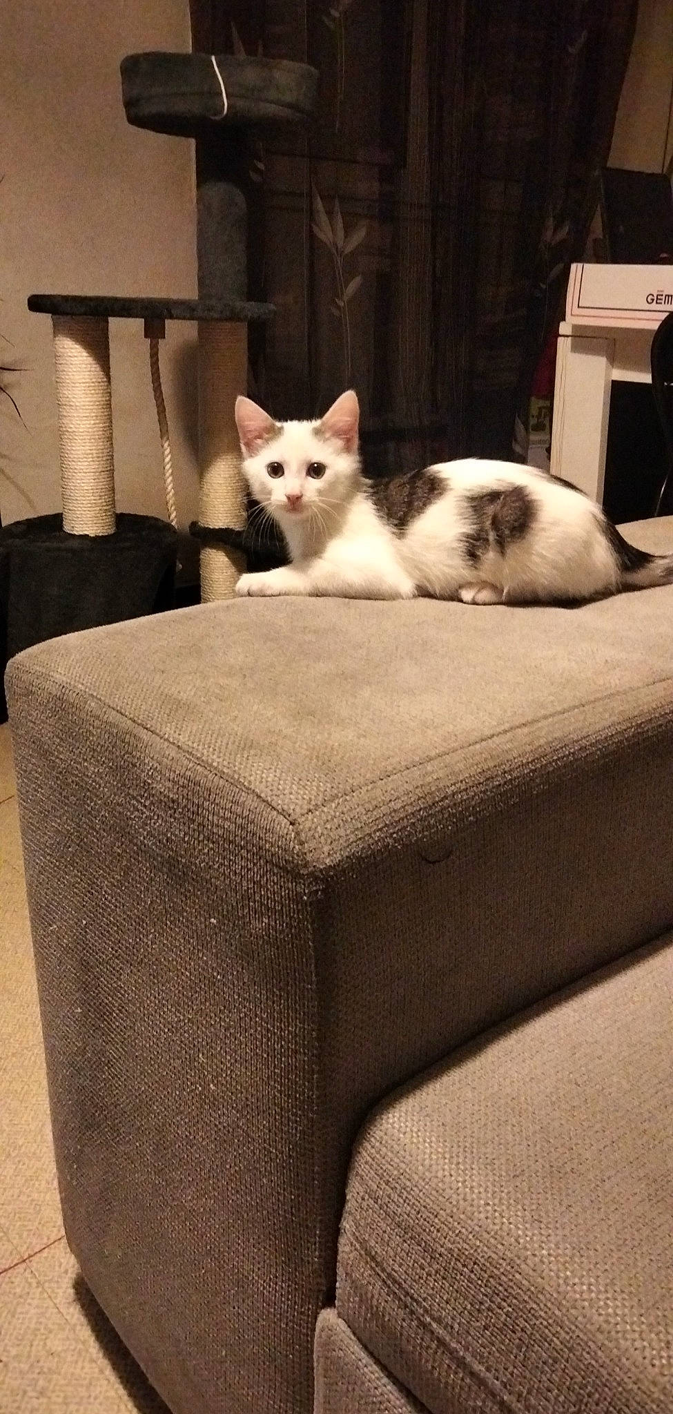 Biloute a rejoint le concours — aidez-le/la à gagner de superbes lots ! carnivore, cat, chair, comfort, domestic_short_haired_cat, felidae, flooring, fur, hardwood, houseplant, interior_design, linens, rectangle, room, sitting, small_to_medium_sized_cats, table, tail, whiskers, wood