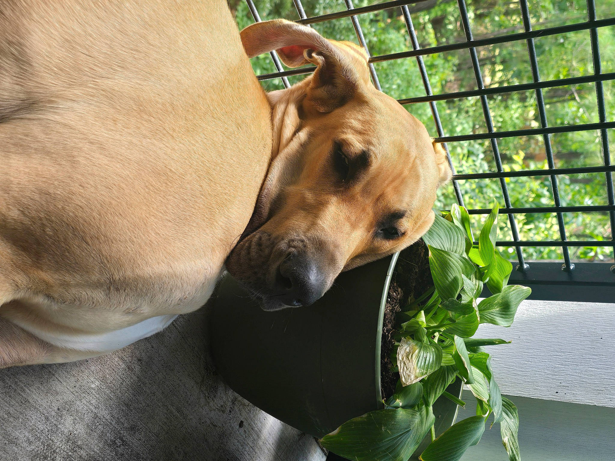 Scooby is registered to the contest to win money with this photo: animal_shelter, canidae, carnivore, collar, comfort, companion_dog, dog, dog_breed, dog_collar, dog_supply, fawn, grass, guard_dog, non_sporting_group, pet_supply, plant, snout, sporting_group, whiskers, working_animal