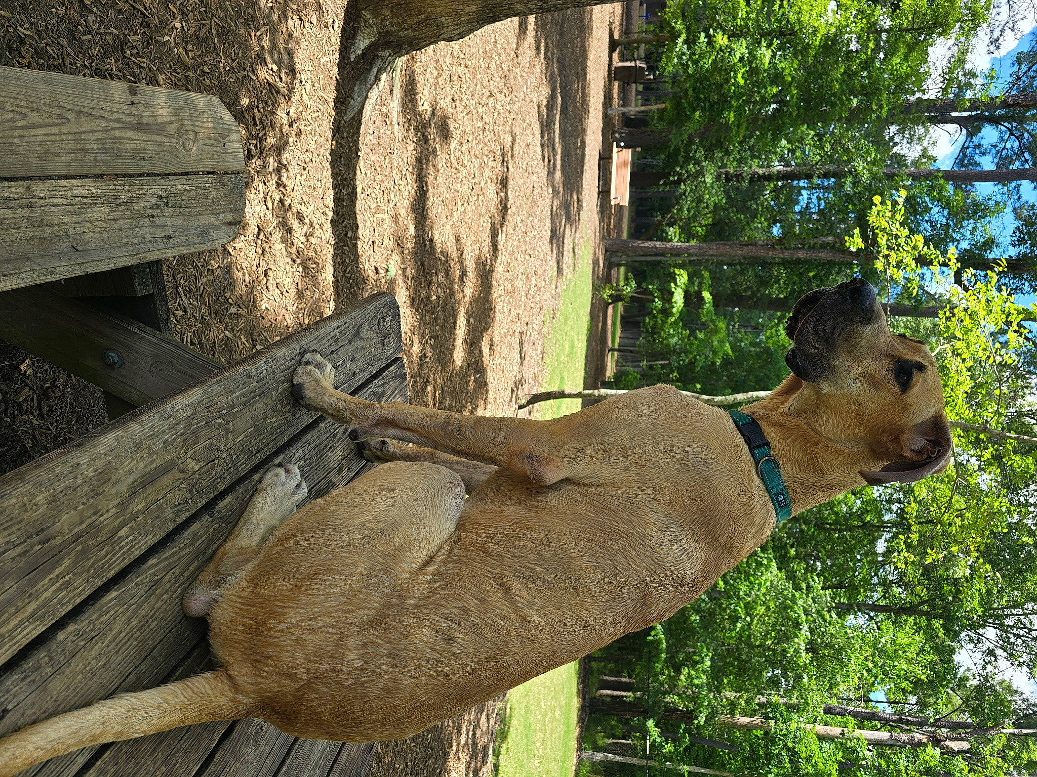 Scooby joined the competition — help win amazing prizes! art, elbow, fawn, felidae, grass, landscape, plant, snout, tail, terrestrial_animal, tree, trunk, twig, wildlife, window, wood