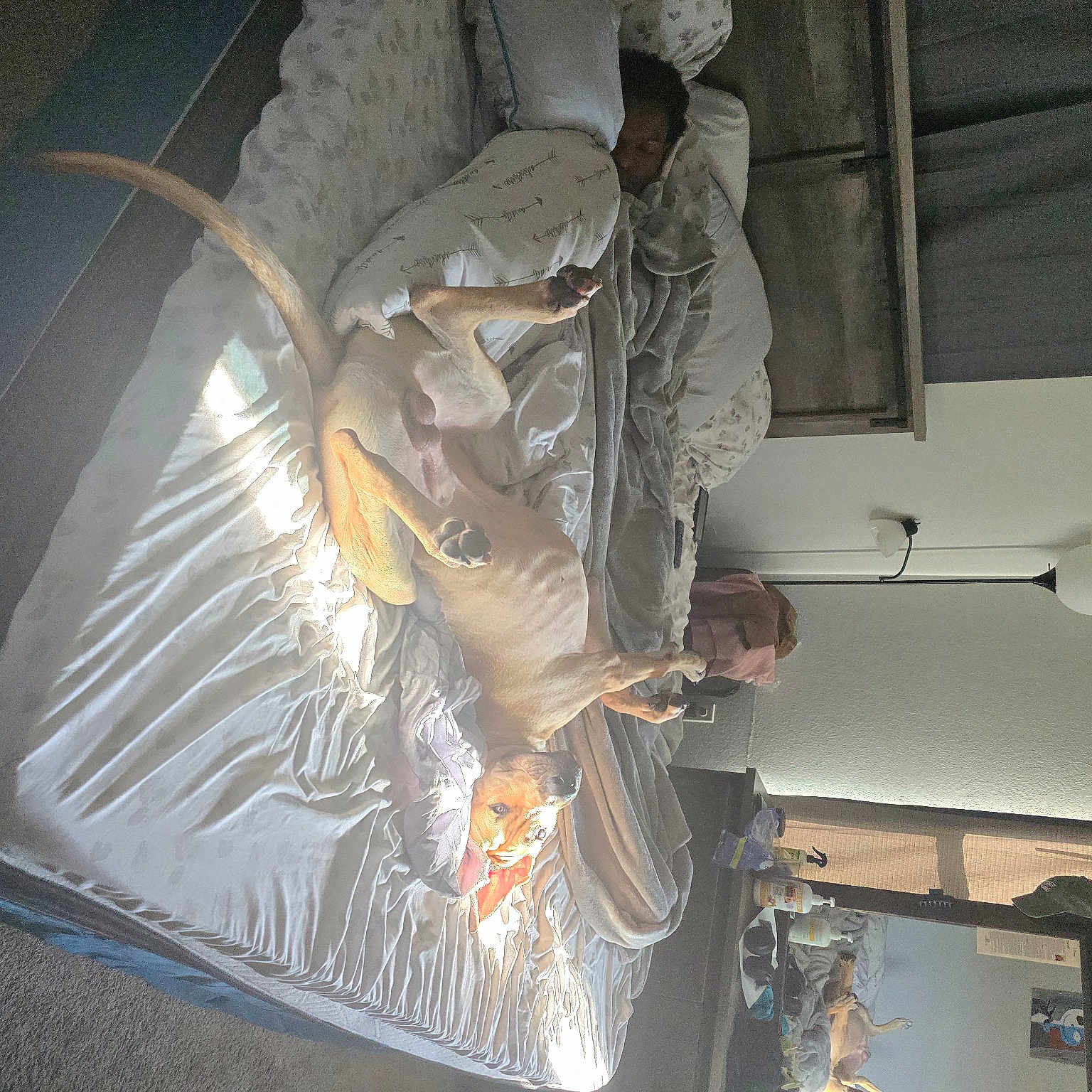 Scooby joined the competition — help win amazing prizes! art, building, ceiling, glass, hardwood, machine, metal, plaster, room, sculpture, space, statue, visual_arts, wing, wood