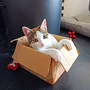 Yukino participe au concours pour gagner de l'argent avec cette photo : cat, cardboard_box, pet, indoor, curious, feline, toy, black_floor, relaxed, white_and_brown, box, animal, cute, domestic_cat, playful, paw, whiskers, ears, floor, home
