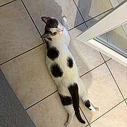 Atlas a rejoint le concours — aidez-le/la à gagner de superbes lots ! cat, black_and_white, spotted, lying_down, floor, tile_floor, indoor, pet, relaxed, looking_up, shadow, glass_door, furniture, curious, animal, whiskers, tail, ears, domestic, cute