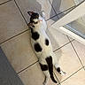 cat, black_and_white, spotted, lying_down, floor, tile_floor, indoor, pet, relaxed, looking_up, shadow, glass_door, furniture, curious, animal, whiskers, tail, ears, domestic, cute