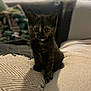 kitten, cat, tortoiseshell, pet, animal, indoor, blanket, texture, cute, feline, small, young, sitting, cozy, curious, soft_light, domestic, fur, whiskers, home
