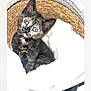 Sugar joined the competition — help win amazing prizes! kitten, cat, tortoiseshell, blue_eyes, basket, blanket, cozy, pet, animal, fur, whiskers, cute, young, indoor, comfort, resting, soft, small, curious, portrait