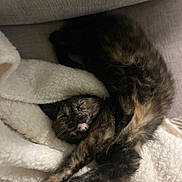 Sugar joined the competition — help win amazing prizes! cat, tortoiseshell, sleeping, curled_up, blanket, fluffy, cozy, paw, fur, resting, indoor, cute, pet, animal, relaxed, tongue_out, soft, feline, comfort, nap