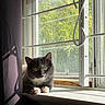 Delilah joined the competition — help win amazing prizes! cat, pet, feline, gray_fur, white_fur, fluffy, whiskers, green_eyes, pink_paws, sitting, windowsill, window, indoors, sunlight, curtain, greenery, home, portrait, cute, alert
