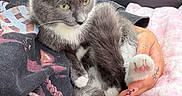 Delilah is registered to the contest to win money with this photo: cat, kitten, gray_cat, white_cat, fluffy, fur, green_eyes, whiskers, ears, paws, pink_toe_beans, pet, animal, sitting, lying_down, being_held, blanket, human_hand, car_interior, cozy