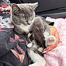 animal, being_held, blanket, car_interior, cat, cozy, ears, fluffy, fur, gray_cat, green_eyes, human_hand, kitten, lying_down, paws, pet, pink_toe_beans, sitting, whiskers, white_cat