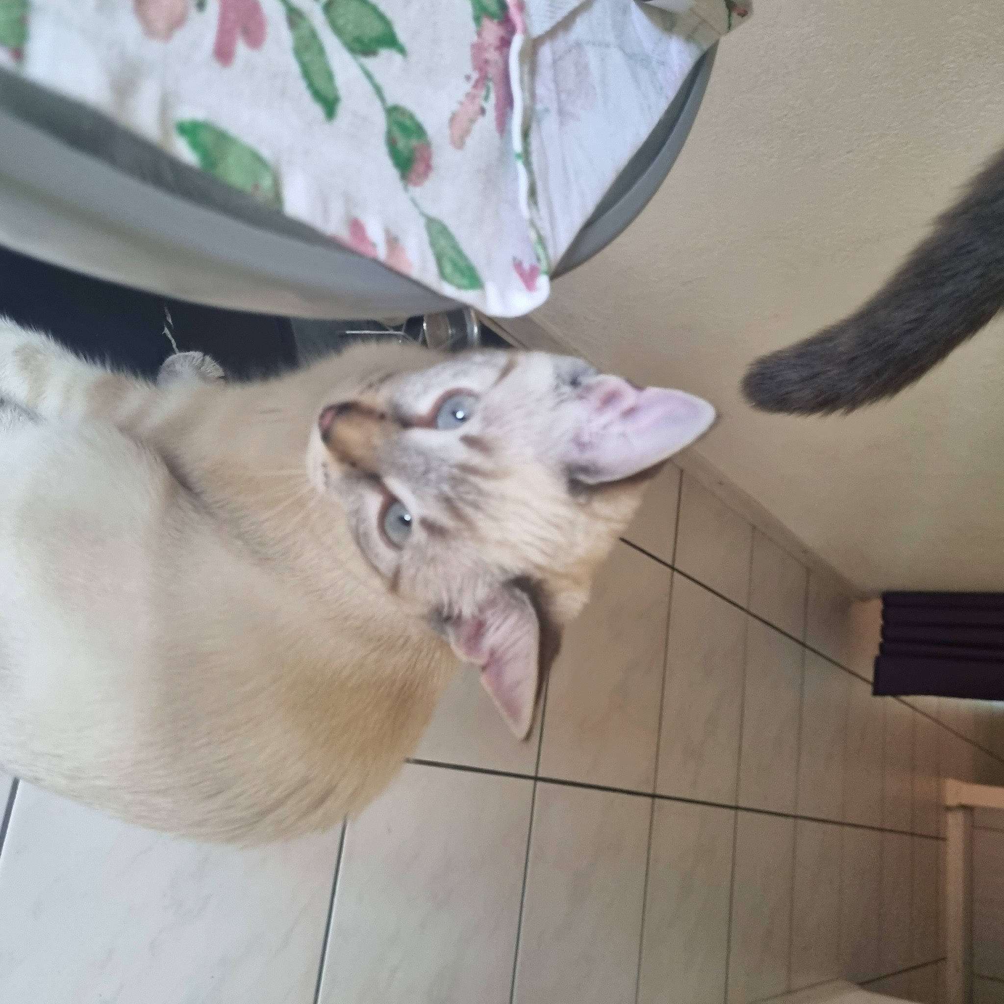 Neve participe au concours pour gagner de l'argent avec cette photo : canidae, carnivore, cat, collar, dog_breed, domestic_short_haired_cat, fawn, felidae, flooring, fur, hardwood, paw, small_to_medium_sized_cats, snout, tail, thai, whiskers, wood