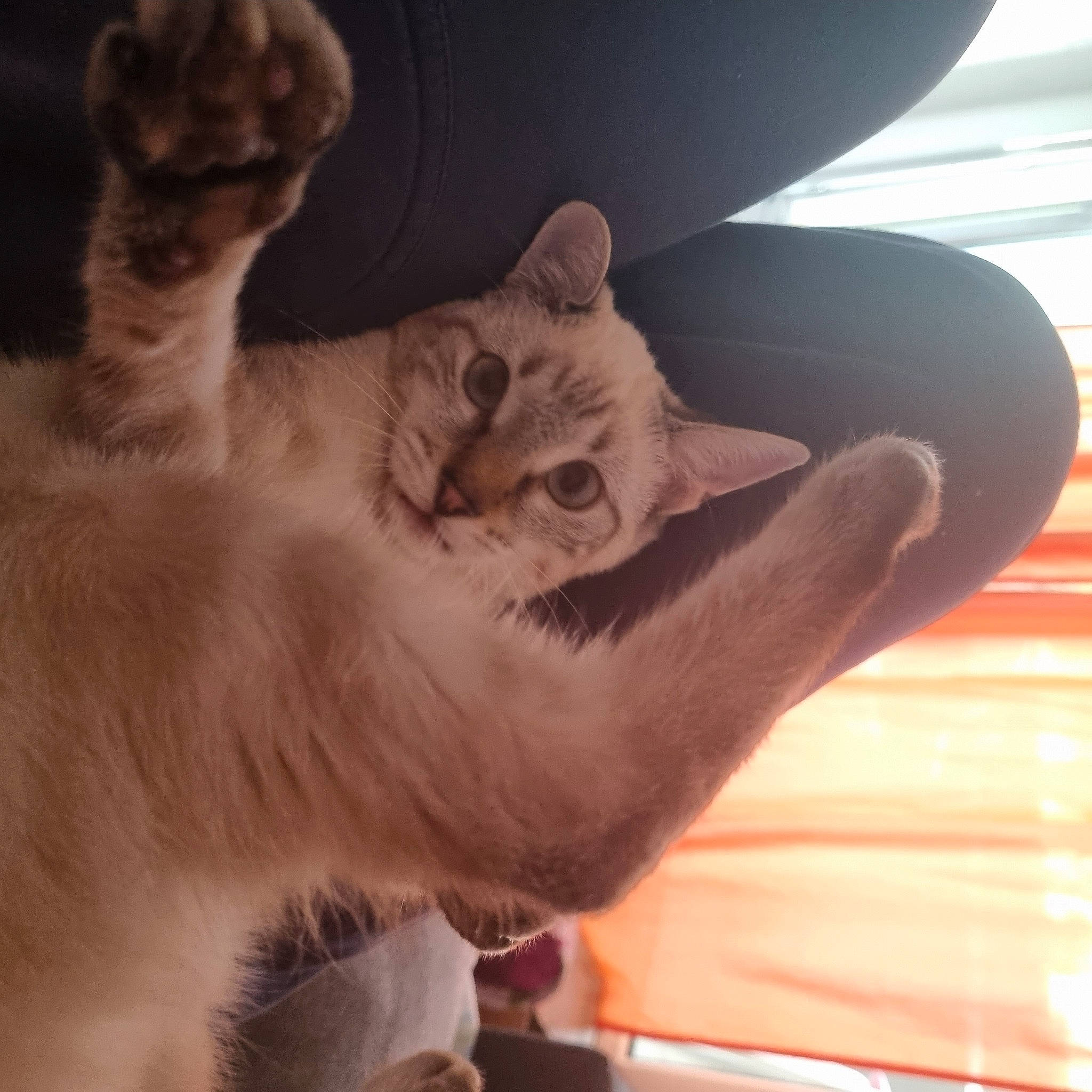 Neve a rejoint le concours — aidez-le/la à gagner de superbes lots ! carnivore, cat, claw, comfort, domestic_short_haired_cat, fawn, felidae, fur, gesture, nap, paw, photo_caption, small_to_medium_sized_cats, tail, tonkinese, vehicle_door, whiskers, window, windshield