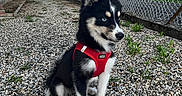 Lyly participe au concours pour gagner de l'argent avec cette photo : dog, puppy, husky, black_and_white, red_harness, sitting, outdoor, gravel, fence, yard, sky, clouds, portrait, pet, animal, fluffy, pointed_ears, blue_eyes, garden, house