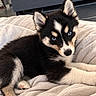 puppy, dog, black_and_cream, blue_eyes, fluffy, pointed_ears, lying_down, blanket, bed, indoor, pet, cute, portrait, close_up, fur, paws, relaxed, curious, cozy, animal