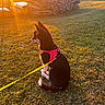 dog, canine, pet, sitting, outdoors, meadow, grass, sunlight, sunset, golden_hour, pink_harness, yellow_leash, woodpile, firewood, countryside, rural, garden, black_and_white_fur, pointed_ears, animal_portrait