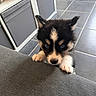 puppy, dog, black_and_tan, fluffy, adorable, serious_expression, blue_eyes, paws, couch, upholstery, indoor, home, kitchen, tile_floor, storage, furniture, portrait, close_up, pet, cute