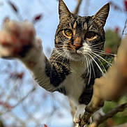 Papuche a rejoint le concours — aidez-le/la à gagner de superbes lots ! cat, tabby, feline, animal, pet, whiskers, ears, eyes, paw, claws, fur, striped, outdoor, tree, branch, leaves, autumn, sky, close_up, portrait