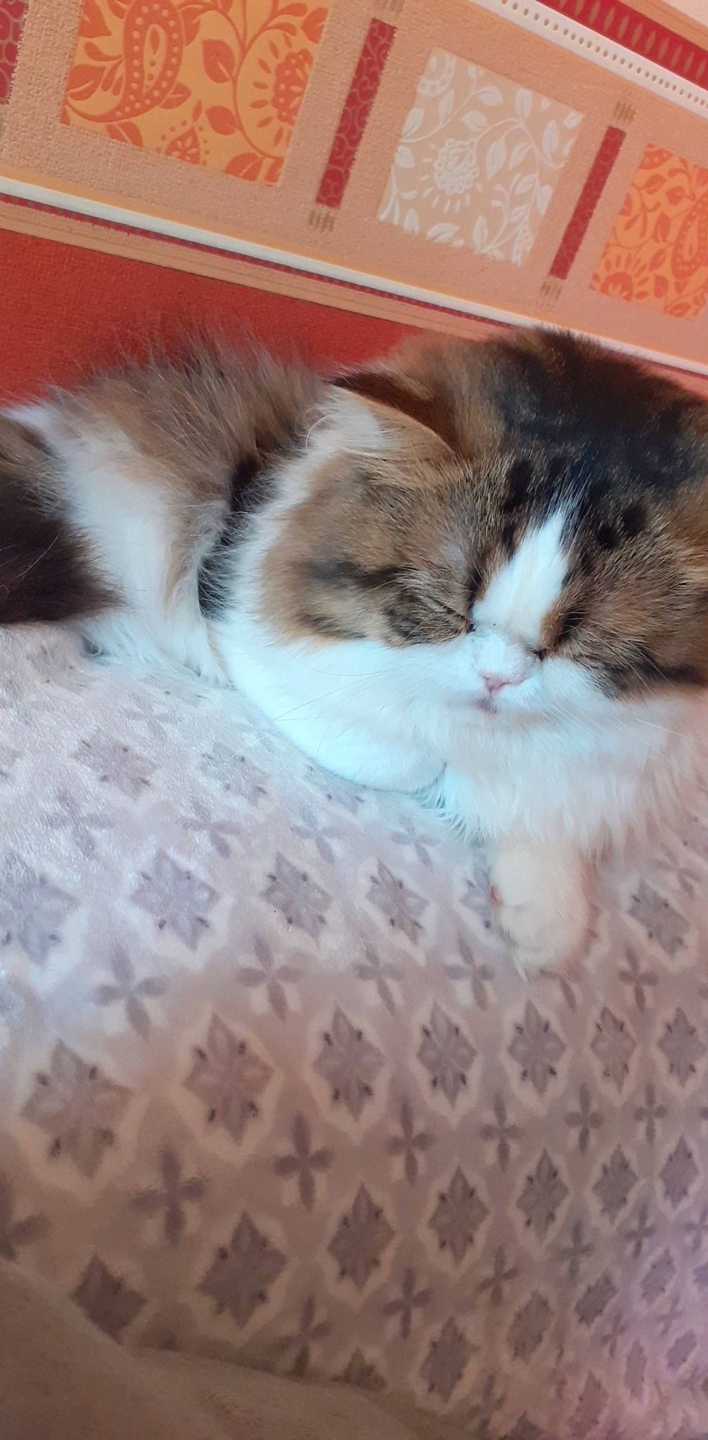 Apollo a rejoint le concours — aidez-le/la à gagner de superbes lots ! carnivore, carpet, cat, claw, comfort, domestic_short_haired_cat, fawn, felidae, flooring, fur, hardwood, paw, room, sleep, small_to_medium_sized_cats, snout, tail, whiskers, wood