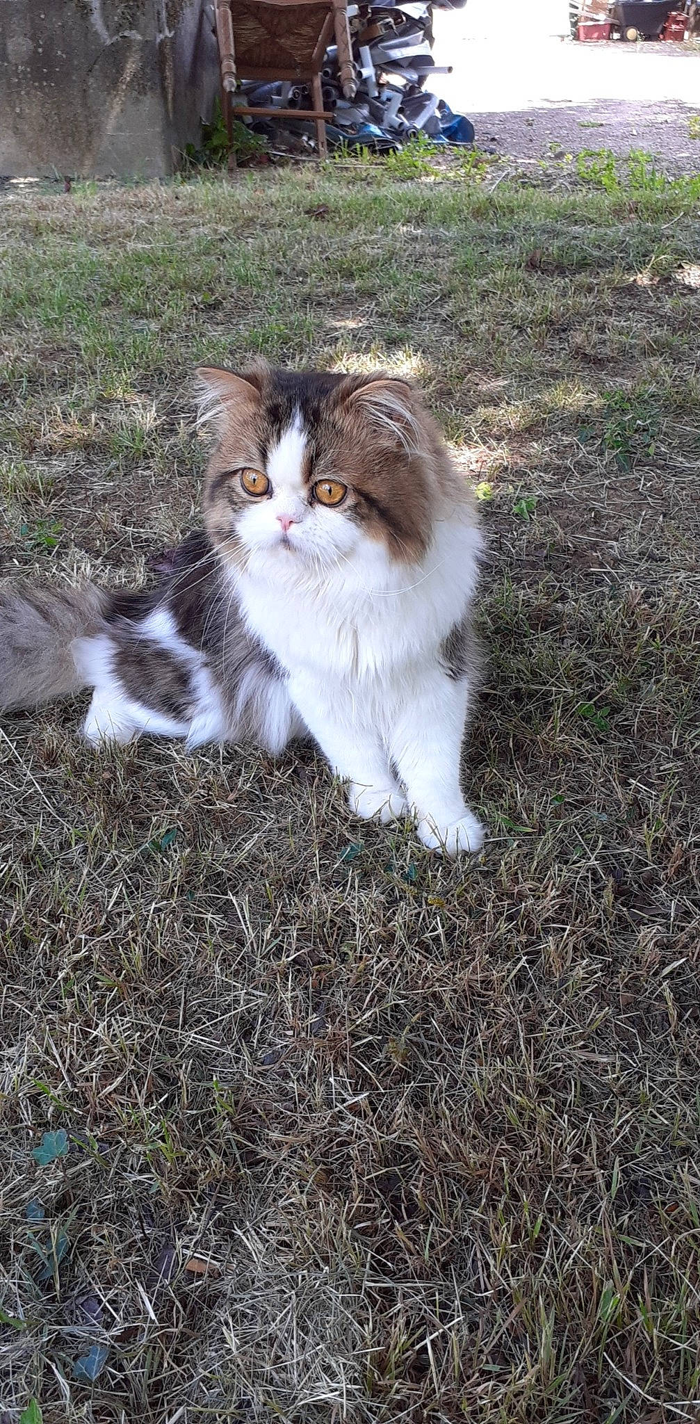 Apollo participe au concours pour gagner de l'argent avec cette photo : carnivore, cat, domestic_short_haired_cat, fawn, felidae, fur, grass, plant, sitting, small_to_medium_sized_cats, soil, tail, terrestrial_animal, tree, whiskers, wood