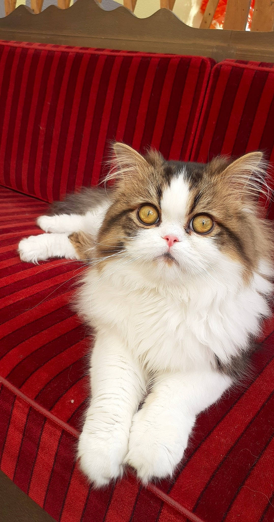 Apollo a rejoint le concours — aidez-le/la à gagner de superbes lots ! art, british_longhair, carnivore, cat, claw, comfort, domestic_short_haired_cat, fawn, felidae, flooring, fur, hardwood, paw, photo_caption, sitting, small_to_medium_sized_cats, snout, tail, whiskers, wood