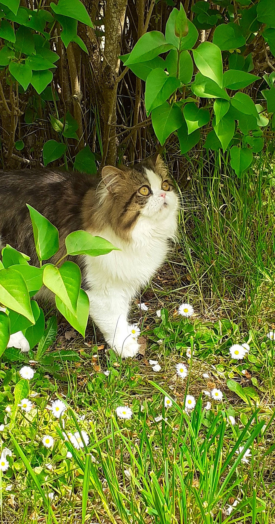 Apollo participe au concours pour gagner de l'argent avec cette photo : botany, carnivore, cat, domestic_short_haired_cat, fawn, felidae, flower, flowering_plant, grass, green, groundcover, herbaceous_plant, lawn, leaf, plant, shrub, small_to_medium_sized_cats, tail, tree, whiskers