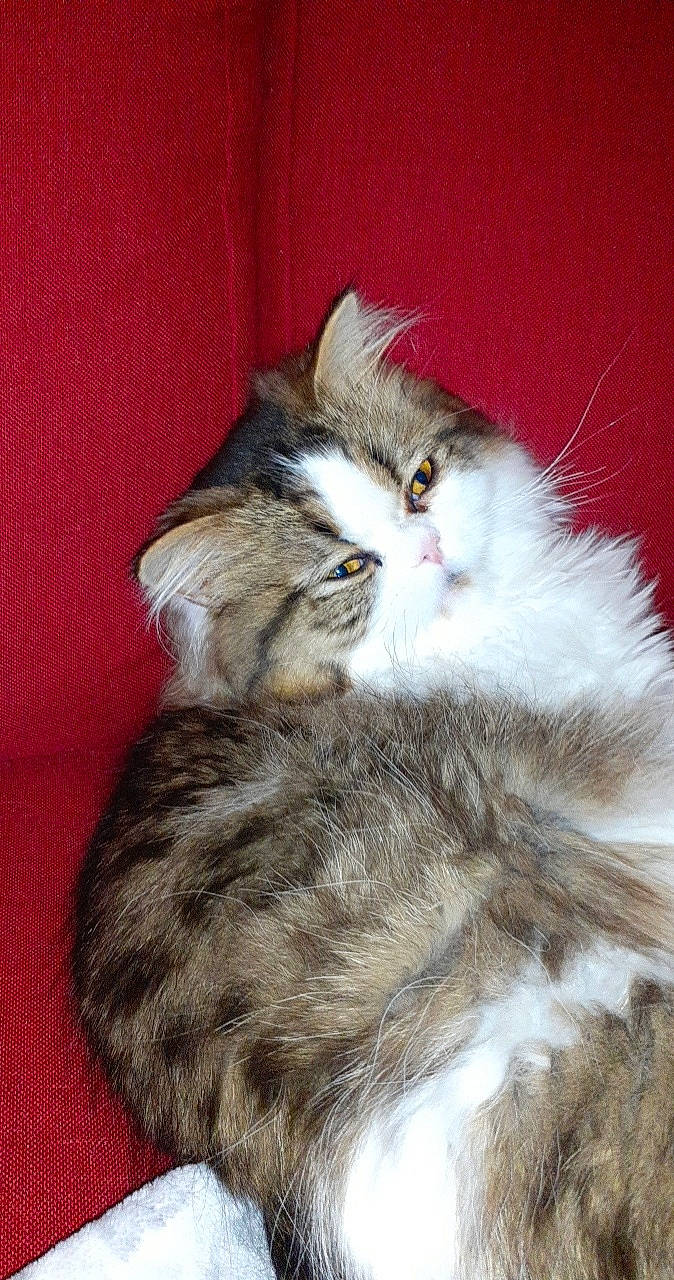 Apollo a rejoint le concours — aidez-le/la à gagner de superbes lots ! carnivore, cat, claw, comfort, domestic_short_haired_cat, event, fawn, felidae, fur, grey, paw, plant, small_to_medium_sized_cats, snout, tail, terrestrial_animal, whiskers