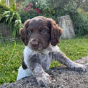 Noé a rejoint le concours — aidez-le/la à gagner de superbes lots ! puppy, dog, brown, white, fur, grass, garden, flower, stone, outdoor, cute, pet, animal, young, nature, green, background, paw, portrait, curious