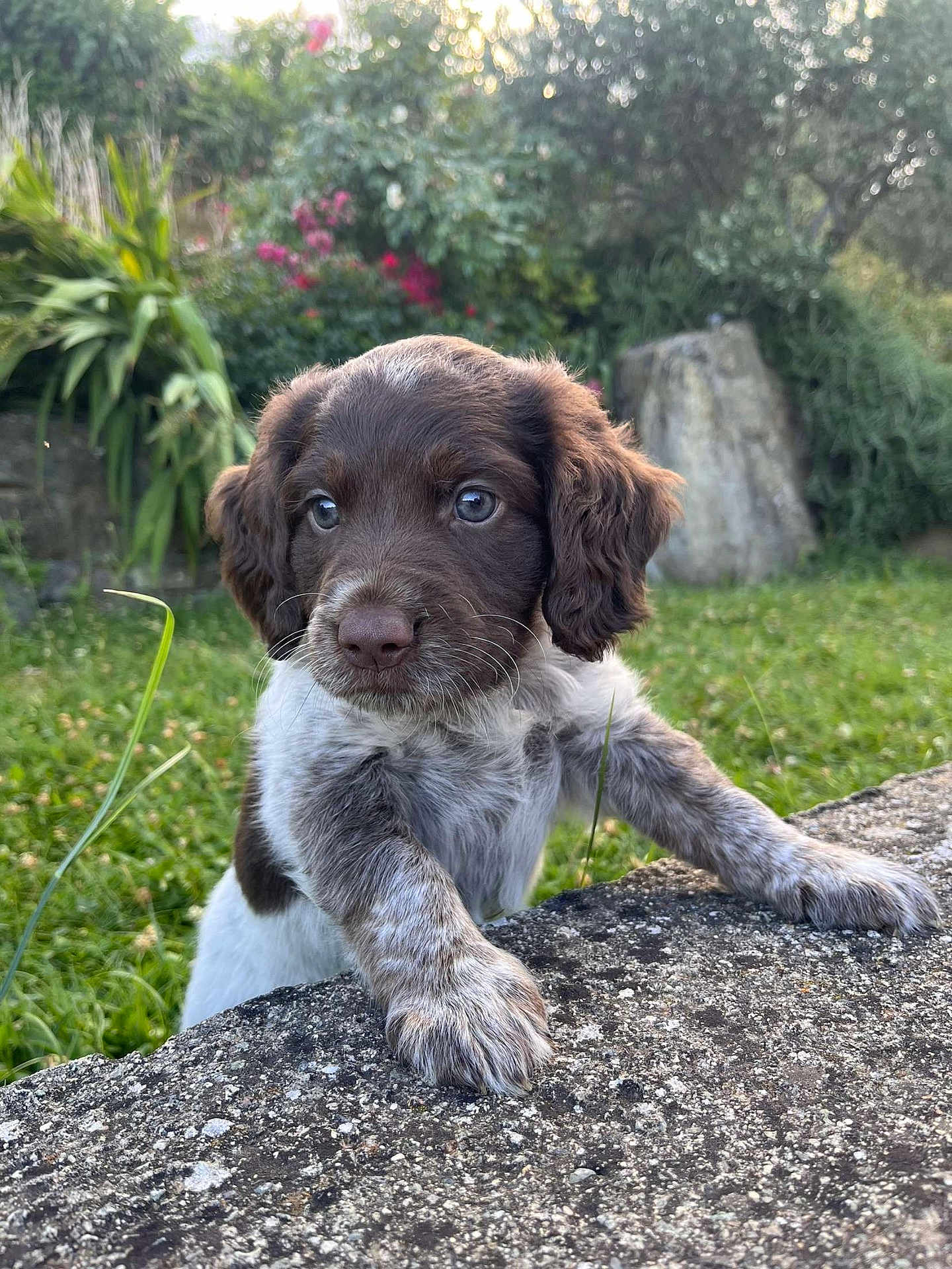 Noé a rejoint le concours — aidez-le/la à gagner de superbes lots ! puppy, dog, brown, white, fur, grass, garden, flower, stone, outdoor, cute, pet, animal, young, nature, green, background, paw, portrait, curious