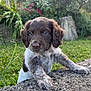 Noé participe au concours pour gagner de l'argent avec cette photo : puppy, dog, brown, white, fur, grass, garden, flower, stone, outdoor, cute, pet, animal, young, nature, green, background, paw, portrait, curious